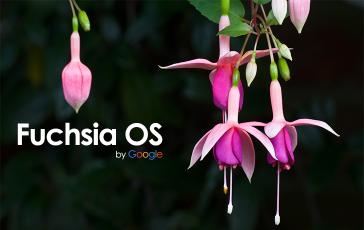 fuchsia